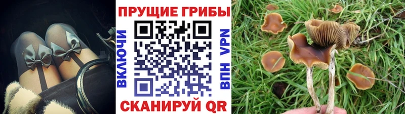 блэк спрут рабочий сайт где купить наркоту Орск Галлюциногенные грибы мицелий
